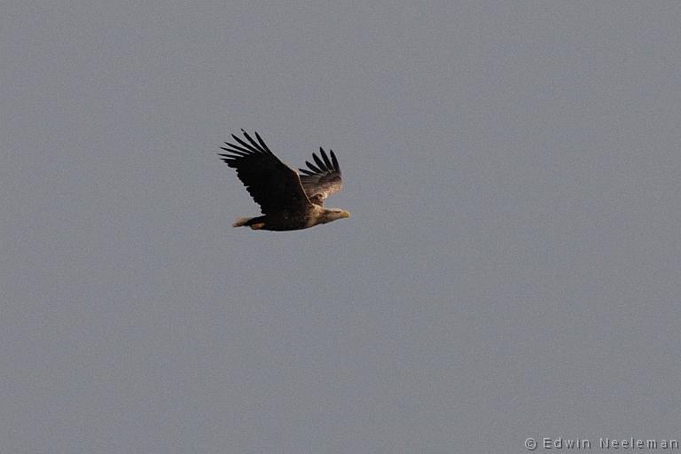 ENE-20090502-0269.jpg - [nl] Zeearend ( Haliaeetus albicilla ) | Lofoten, Noorwegen[en] White-tailed Eagle ( Haliaeetus albicilla ) | Lofoten, Norway